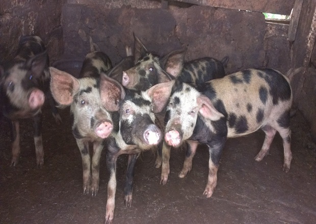 Article : La mésaventure d&rsquo;un éleveur de porcs